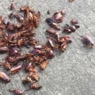 天氣變冷蟑螂都藏到哪去了呢？