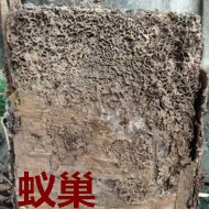 別墅墻體挖出超大白蟻巢?。?！