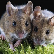 家里鬧老鼠怎么辦？