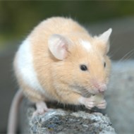 9大滅鼠奇招?。。? />             <div   id=