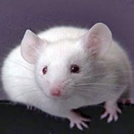 被老鼠咬傷怎么辦？